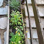 Apartment Accogliente Casa Con Giardino