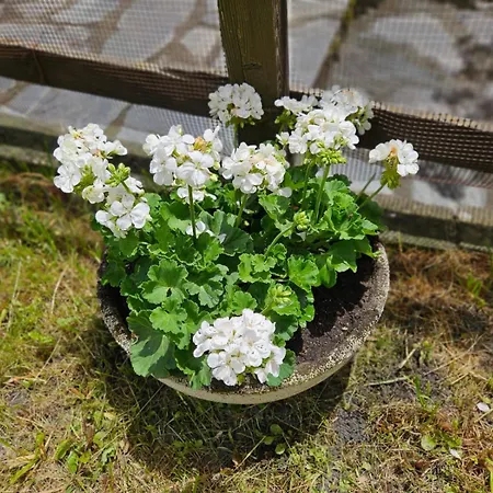 דירה Accogliente Casa Con Giardino קורמאיור